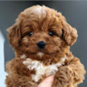 Meet your Posher, Choon